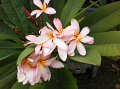 frangipani  Plumaria rubra